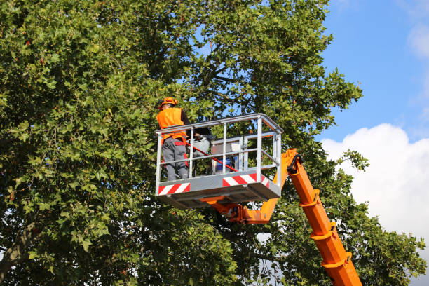 Best Stump Grinding and Removal  in Windom, MN