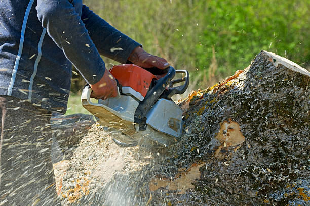 Best Emergency Tree Removal  in Windom, MN